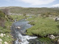 E, Avila, San Juan de Gredos, Rio Barbellido 35, Saxifraga-Willem van Kruijsbergen