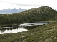 N, Oppland, Sel, Smaahaarrtjonne 3, Saxifraga-Willem van Kruijsbergen