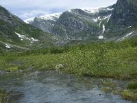 N, Sogn og Fjordane, Luster, Austerdalen 7, Saxifraga-Willem van Kruijsbergen