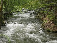 RO, Brasov, Harseni, S of Sebes 4, Saxifraga-Tom Heijnen