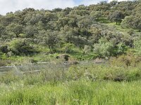E, Caceres, Torrejon el Rubio, Rio Almonte 14, Saxifraga-Willem van Kruijsbergen