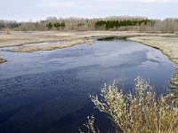 EST, Jogevamaa, Poltsamaa, Alam-Pedja looduskaitseala 2, Saxifraga-Tom Heijnen