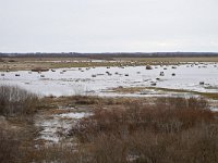 EST, Parnumaa, Laaneranna vald, Kloostri linnuvaatlustorn 2, Saxifraga-Tom Heijnen