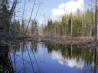 EST, Viljandimaa, Koprarada opperada in Soomaa rahvuspark, Saxifraga-Tom Heijnen