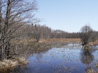 EST, Viljandimaa, Toramaa puisniidu rada in Soomaa rahvuspark 1, Saxifraga-Tom Heijnen