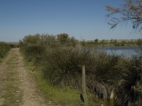 F, Bouches-du-Rhone, Arles, Marais de Vigueirat 13, Saxifraga-Marijke Verhagen