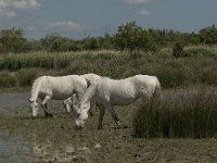 F, Bouches-du-Rhone, Arles, Marais de Vigueirat 16, Saxifraga-Marijke Verhagen