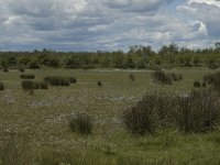 F, Bouches-du-Rhone, Arles, Marais de Vigueirat 18, Saxifraga-Marijke Verhagen