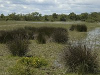 F, Bouches-du-Rhone, Arles, Marais de Vigueirat 19, Saxifraga-Marijke Verhagen