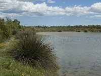 F, Bouches-du-Rhone, Arles, Marais de Vigueirat 31, Saxifraga-Marijke Verhagen