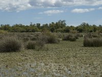 F, Bouches-du-Rhone, Arles, Marais de Vigueirat 33, Saxifraga-Marijke Verhagen