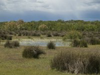 F, Bouches-du-Rhone, Arles, Marais de Vigueirat 34, Saxifraga-Marijke Verhagen