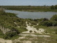 F, Bouches-du-Rhone, Arles, Marais de Vigueirat 45, Saxifraga-Marijke Verhagen