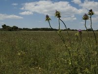 F, Bouches-du-Rhone, Arles, Mas Thibert 2, Saxifraga-Marijke Verhagen