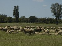 F, Bouches-du-Rhone, Arles, Mas Thibert 6, Saxifraga-Marijke Verhagen