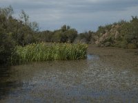 F, Bouches-du-Rhone, Arles, Salin de Badon 4, Saxifraga-Marijke Verhagen