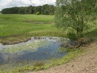 D, Niedersachsen, Pevestorf 1, Saxifraga-Hans Boll