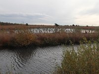 D, Niedersachsen, Rehden, Rehdener Geestmoor 1, Saxifraga-Jan Nijendijk