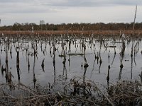 D, Niedersachsen, Rehden, Rehdener Geestmoor 2, Saxifraga-Jan Nijendijk