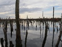 D, Niedersachsen, Rehden, Rehdener Geestmoor 4, Saxifraga-Jan Nijendijk