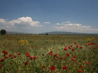 GR, Kentrikí Makedhonía, Volvi, Limni Koroneia 7, Saxifraga-Dirk Hilbers