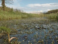 PL, Podlaskie, Bialowieza, Lesna 1, Saxifraga-Bas Klaver