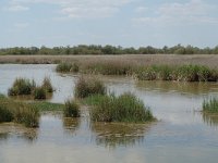 E, Ciudad Real, Daimiel, Tablas de Daimiel 2, Saxifraga-Jan van der Straaten