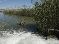 E, Tarragona, Deltebre, LEncanyssada 12, Saxifraga-Marijke Verhagen