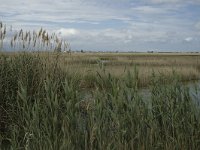 E, Tarragona, Deltebre, LEncanyssada 2, Saxifraga-Jan van der Straaten