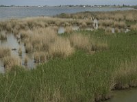 E, Tarragona, Deltebre, LEncanyssada 8, Saxifraga-Jan van der Straaten