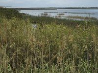 E, Terragona, Deltebre, Canal Vell 2, Saxifraga-Jan van der Straaten