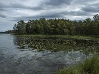 S, Uppsala Lan, Heby 23, Saxifraga-Marijke Verhagen