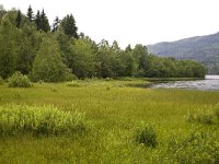 Ovre brocken, Torsby  Marshland along the lake Ovre Brocken near Torsby, Värmland, Sweden : color, colour, Europe European, horizontal, lake, marsh wetland, mountain, nature natural, Ovre Brocken, reed sedge, rural landscape, Scandinavia Scandinavian, summer, Sweden Swedish, Torsby Varmland, water, wood forest