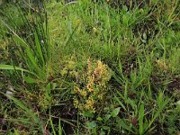 NL, Drenthe, Aa en Hunze, Deurzerdiep 67, Saxifraga-Hans Boll