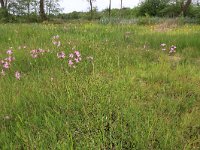 NL, Drenthe, Aa en Hunze, Deurzerdiep 76, Saxifraga-Hans Boll