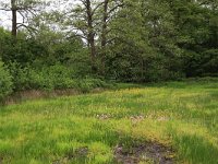 NL, Drenthe, Aa en Hunze, Deurzerdiep 82, Saxifraga-Hans Boll