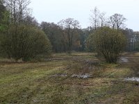 NL, Drenthe, Aa en Hunze, Drentsche Aa 137, Saxifraga-Hans Boll