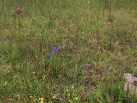 NL, Drenthe, Aa en Hunze, Eexterveld 107, Saxifraga-Hans Boll