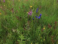 NL, Drenthe, Aa en Hunze, Eexterveld 111, Saxifraga-Hans Boll