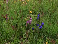 NL, Drenthe, Aa en Hunze, Eexterveld 112, Saxifraga-Hans Boll