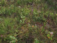 NL, Drenthe, Aa en Hunze, Eexterveld 120, Saxifraga-Hans Boll