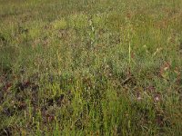 NL, Drenthe, Aa en Hunze, Eexterveld 124, Saxifraga-Hans Boll