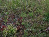 NL, Drenthe, Aa en Hunze, Eexterveld 160, Saxifraga-Hans Boll