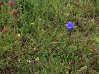 NL, Drenthe, Aa en Hunze, Eexterveld 22, Saxifraga-Hans Boll