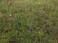 NL, Drenthe, Aa en Hunze, Eexterveld 23, Saxifraga-Hans Boll