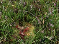 NL, Drenthe, Aa en Hunze, Eexterveld 26, Saxifraga-Hans Boll