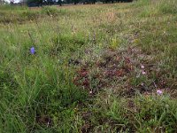 NL, Drenthe, Aa en Hunze, Eexterveld 34, Saxifraga-Hans Boll