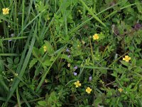 NL, Drenthe, Aa en Hunze, Eexterveld 47, Saxifraga-Hans Boll