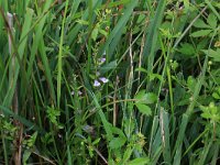 NL, Drenthe, Aa en Hunze, Eexterveld 50, Saxifraga-Hans Boll