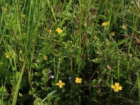 NL, Drenthe, Aa en Hunze, Eexterveld 52, Saxifraga-Hans Boll